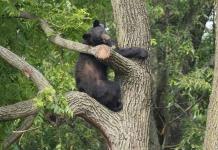 Oso ataca a un niño de 7 años frente a su casa en Nueva York