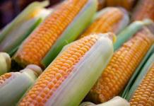 Panel de maíz transgénico tema científico, no política comercial: Consejo Nacional Agropecuario