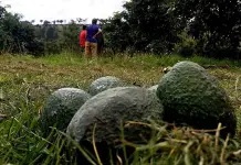 Impactante tornado causa destrozos en huertas de aguacate en Perib&aacute;n, Michoac&aacute;n