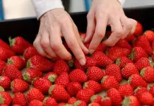 Frutas que aportan vitamina C, pero que no son c&iacute;tricos