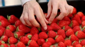 Siete frutas que combaten la inflamación del estómago Siete frutas que combaten la inflamación del estómago