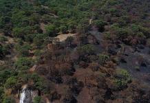Los bosques tropicales podrían calentarse demasiado y amenazar la fotosíntesis