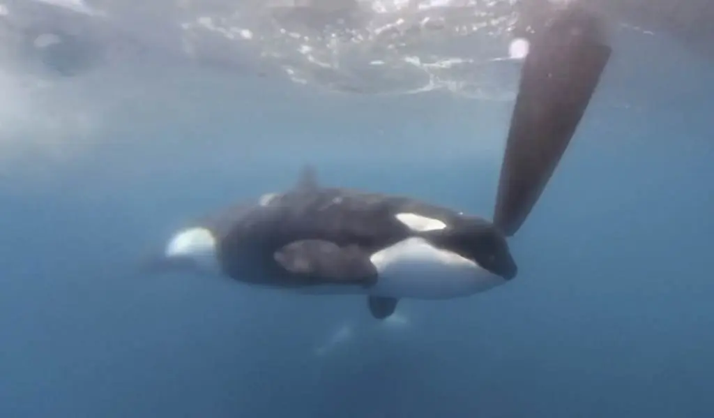 Inicia temporada regulada de nado con orcas en Baja California Sur