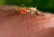 La sofisticada audición de los mosquitos, un posible objetivo para su control