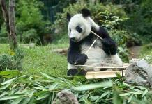 Cumpleaños de Xin Xin, la panda gigante en Chapultepec