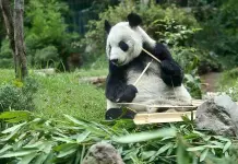 Cumpleaños de Xin Xin, la panda gigante en Chapultepec Cumpleaños de Xin Xin, la panda gigante en Chapultepec