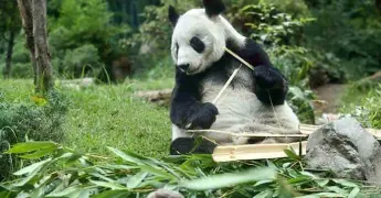 Xin Xin disfruta de un &aacute;rbol de Navidad especial en Chapultepec