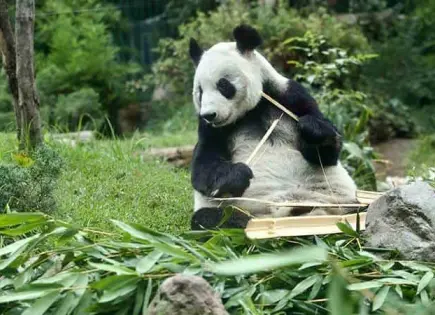 Lotería Nacional presenta billete conmemorativo de la panda Xin Xin