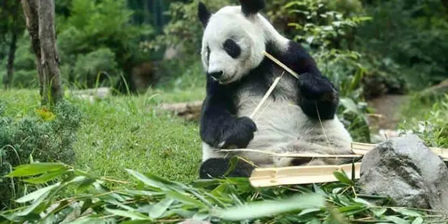 Xin Xin celebra 35 años rodeada de miles de personas en el Zoológico Chapultepec