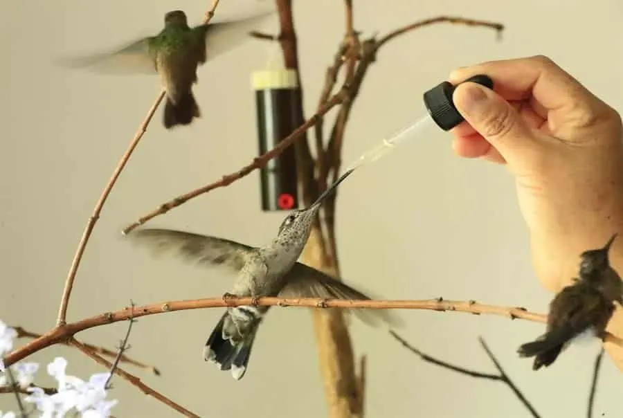 Descubre la Forma Correcta de Preparar Néctar para Colibríes