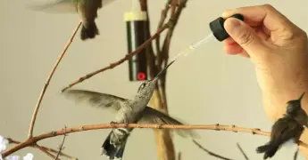 Descubre la Forma Correcta de Preparar Néctar para Colibríes