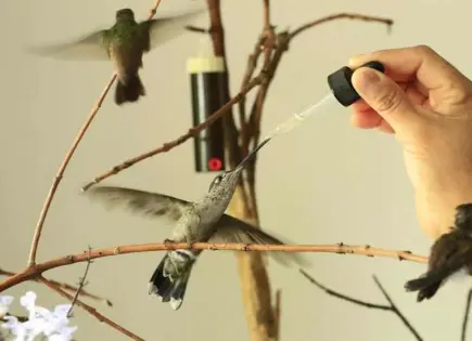 Descubre la Forma Correcta de Preparar Néctar para Colibríes