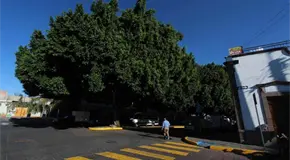 Trabajan en ampliación de catálogo de árboles patrimoniales