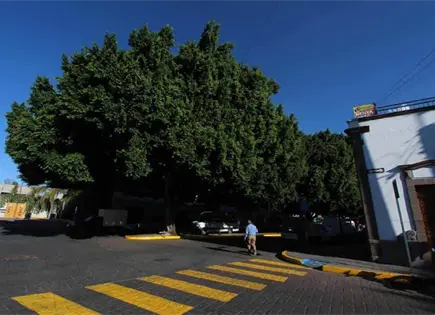 Trabajan en ampliaci&oacute;n de cat&aacute;logo de &aacute;rboles patrimoniales