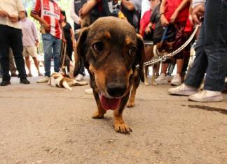 Día Mundial contra la Rabia: la importancia de vacunar a los perros