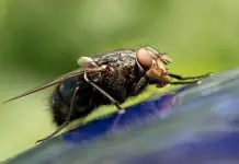 Segunda muerte humana en Costa Rica a causa de gusano barrenador