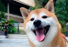 Muere Cheems, el perrito del meme que se hizo viral en Internet