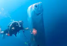 El Pez Remo: Entre la Superstición y la Ciencia El Pez Remo: Entre la Superstición y la Ciencia