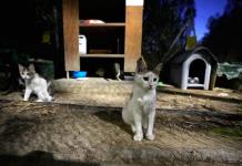 Chipre autoriza uso de medicamento anti-COVID 19 contra virus felino