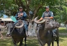 Un batallón de policía montada en búfalos patrulla en la Amazonía brasileña