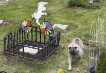Funerales y velorios para perros y gatos, la forma de despedir a las mascotas en Colombia (FOTOS)