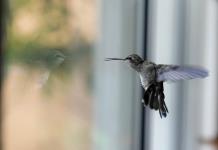 Pasión de mujer por los colibríes la lleva a transformar su casa en un hospital para salvarlos