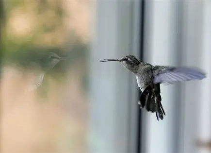 Profepa pide evitar usar colibr&iacute;es para amarres en San Valent&iacute;n