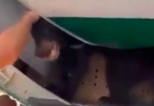 Oso escapa de su jaula en bodega de avión (video)