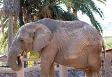 Zoológico de León vive duelo por muerte del elefante africano Davy