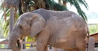 Piden investigar muerte de animales en Zoológico de León