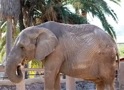Piden investigar muerte de animales en Zoológico de León Piden investigar muerte de animales en Zoológico de León