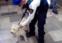 Rescatan a perrito de las vías del Metro en Pantitlán