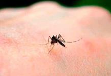 SLP suma 114 casos de dengue