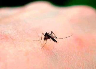 Suman 14 mil casos y 7 muertes por dengue en Yucatán