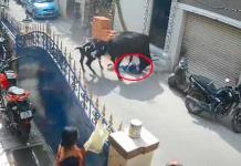 Arrestan al dueño de la vaca cuyo ataque a una niña se hizo viral en la India