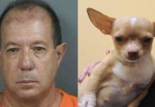 Peluquero de perros que operó a una perra sin ser veterinario es detenido por causarle la muerte