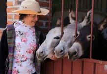 Alertan que burros están en peligro de extinción