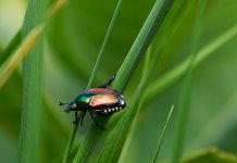 Descubren nueva especie de escarabajo en Colombia