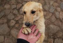 Cientos de bolivianos reafirman su amor por los perros en el Día de San Roque