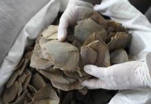 Tailandia confisca más de una tonelada de escamas de pangolín
