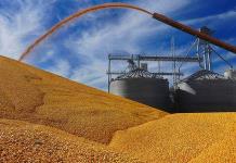 EEUU escala el pleito por maíz transgénico