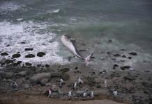 Especialistas evalúan cadáver de ballena de 10 metros varada en playa de la capital de Perú