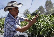 Productores mexicanos buscan preservar el histórico chile en nogada