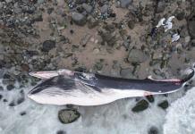 Fiscalía investiga muerte de ballena en costa de Lima como presunto tráfico de fauna