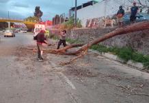 Reportan árbol caído en Río Santiago