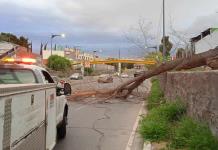  Atienden reportes de árboles caídos y cierran temporalmente el Parque de Morales, ante fuertes vientos