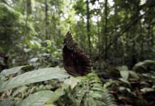 Decisión histórica de Ecuador de dejar petróleo bajo tierra y cerrar campo explotación en Amazonía