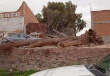 Árboles colapsados tras fuertes vientos de este domingo en la capital