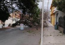 Dos árboles caídos y un incendio, los reportes tras los fuertes vientos en Soledad