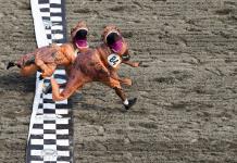 Carrera de T-Rex termina en final de fotografía en hipódromo de Washington (FOTOS)